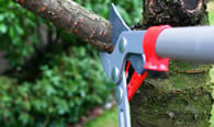Tree Pruning Services in Naperville IL