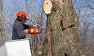 Tree Removal in Naperville IL