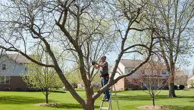 Arborist pruning fruit tree in Naperville IL backyard orchard with loppers for healthy growth