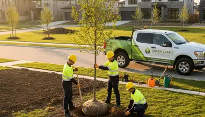 Arborist planting a new tree in residential yard Naperville IL for Chop Chop Tree service