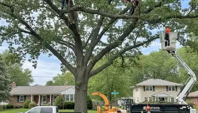 Professional tree removal service crew working safely in Naperville, IL