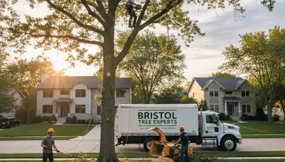 Professional tree removal service in Naperville IL safely cutting down large oak tree