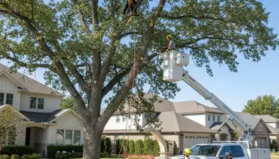Arborist trimming oak tree branches in Naperville, IL for Chop Naperville Tree service