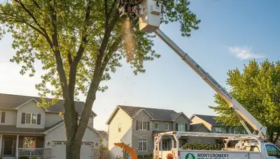 Professional tree removal service in Naperville, IL safely cutting down large oak tree