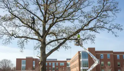 Professional tree removal service in Naperville IL safely cutting and clearing large backyard tree