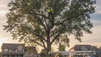 Professional tree removal service crew working safely in Naperville, IL neighborhood
