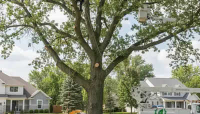 Professional tree removal service crew working safely in Naperville, IL