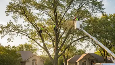Professional tree removal service in Naperville IL by certified arborists safely clearing large trees