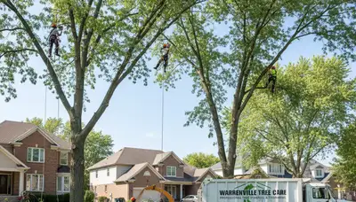 Professional tree removal service in Naperville IL safely cutting large oak tree branches
