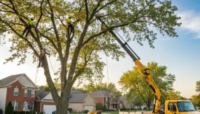 Professional tree removal service in Naperville, IL safely cutting down large oak tree
