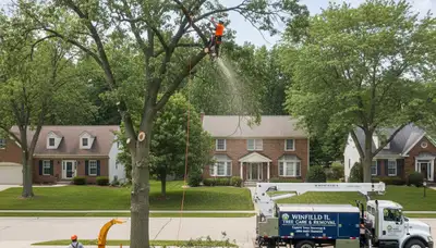 Professional tree removal service in Naperville IL safely cutting and clearing large oak tree
