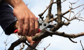 Tree Pruning in Naperville IL Tree Pruning Services in Naperville IL Quality Tree Pruning in Naperville IL