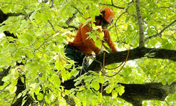 Tree Trimming in Naperville IL Tree Trimming Services in Naperville IL Tree Trimming Professionals in Naperville IL Tree Services in Naperville IL Tree Trimming Estimates in Naperville IL Tree Trimming Quotes in Naperville IL